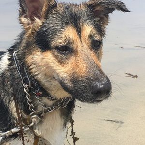 Meet your Posher, Chase